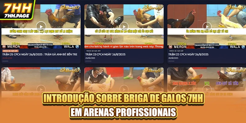 Introdução sobre briga de galos 7HH em arenas profissionais
