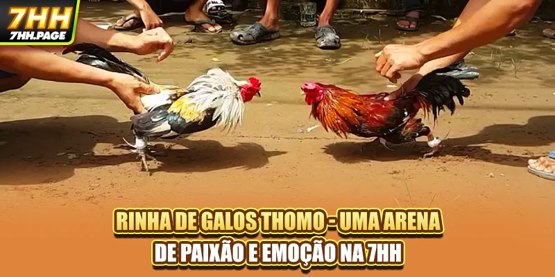 Rinha De Galos Thomo - Uma Arena De Paixão E Emoção Na 7HH