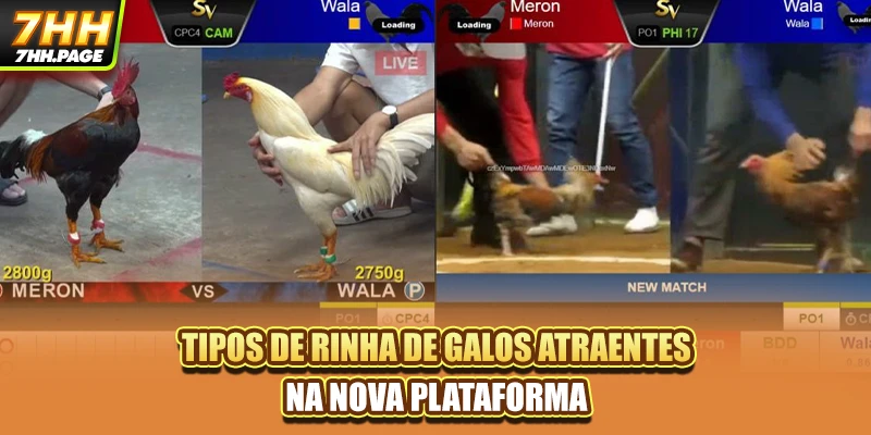 Tipos de rinha de galos atraentes na nova plataforma