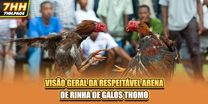 Visão geral da respeitável arena de rinha de galos Thomo